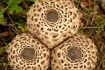 Looking down on caps of Parasol Mushrooms(Macrolepiota procera) Bavaria, Germany