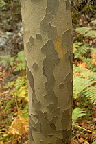 Bark pattern of the Oriental plane (Platanus orientalis) on the Caledonian Trail, Troodos Mountains, Cyprus