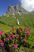Alpine landscape with Rusty-leaved Alpenrose (Rhododendron ferrugineum) Austria