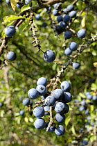 Blackthorn (Prunus spinosa) fruit (Sloe berries) Bavaria, Germany