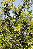 Blackthorn (Prunus spinosa) covered in fruit (sloe berries) Bavaria, Germany