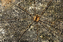 Harvestman {Opiliones} on a lichen covered rock, Bavaria, Germany