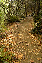 Hiking trail in the mountain forest, 'Caledonian Trail' with fallen leaves of the Oriental Plane (Platanus orientalis) on the forest floor, Troodos Mountains, Cyprus