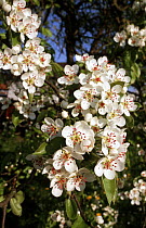 Pear tree in flower (Pyrus communis) Bavaria, Germany