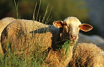 Domestic Merino sheep {Ovis aries} grazing, Bavaria, Germany