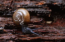Dark-bodied Glass-snail (Oxychilus draparnaudi)  Bavaria, Germany