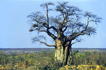 Baobab (Adansonia sp.) in Kruger NP, South Africa