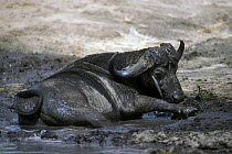 African Buffalo {Syncerus caffer} wallowing in mud, Kruger NP, South Africa