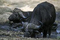 Two African Buffalos {Syncerus caffer} in mud pool, Kruger NP, South Africa