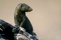 Dwarf Mongoose {Helogale parvula} on tree stump, Kruger NP, South Africa
