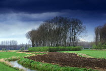 Small-scale woodlands interspersed among fields - making good wildlife habitats. Flanders, Belgium