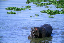Hippopotamus {Hippopotamus amphibius} bathing in water, Kruger NP, South Africa