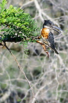 Male Giant Kingfisher {Megaceryle maxima} calling, Kruger NP, South Africa