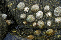 Limpets (Patellidae sp) on rock, North Sea, Belgium