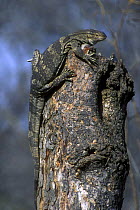 Southern Savanna Monitor {Varanus albigularis} climbing tree stump, Kruger NP, South Africa