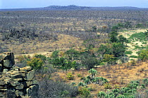 Sandveld habitat with Lala palms (Hyphaene coriacea) Mopane trees (Colophospermum mopane) and Koppies (sandstone hills), Kruger NP, South Africa