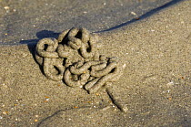 European Lugworm {Arenicola marina} cast of defaecated sediment, North Sea, Belgium