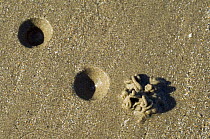 European Lugworm {Arenicola marina} burrow showing the characteristic depression at the head end (blow hole) and a cast of defaecated sediment at the tail end, North Sea, Belgium