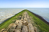 Breakwater covered in green seaweed (Cladophora rupestris) along the North Sea coast, Belgium