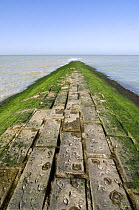 Breakwater covered in green seaweed (Cladophora rupestris) along the North Sea coast, Belgium