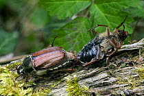 Common cockchafers / May Bugs (Melontha melontha) mating, La Brenne, France