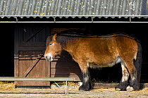 Ardennes Draught Horse {Equus caballus} in front of stable, Belgium