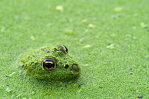 Young Edible frog (Rana esculenta) amongst Duckweed (Lemnaceae), La Brenne, France