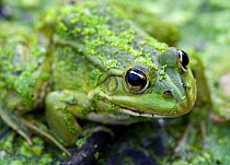 Edible frog {Rana esculenta} sitting amongst Duckweed (Lemnaceae), La Brenne, France