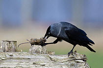 Jackdaw {Corvus monedula} feeding on dead mouse, Belgium