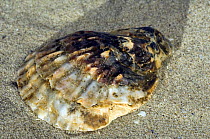 Japanese Oyster / Pacific Oyster shell (Crassostrea gigas), North Sea, Belgium