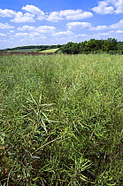 Large field of Oil seed rape {Brassica napus}, La Brenne, France