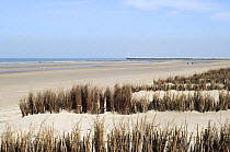 Beach and sand dunes with man-made Osier {Salix viminalis} hedges planted to stabilise the sand, North Sea, Belgium