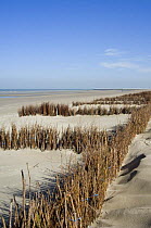 Beach and dunes with man-made Osier {Salix viminalis} hedges planted to stabilise the sand, North Sea, Belgium