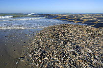 Mass of Razor Shells (Ensis siliqua) washed ashore along breakwater, North Sea, Belgium
