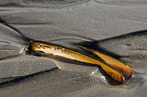 Razor Shell (Ensis siliqua) washed ashore, North Sea, Belgium