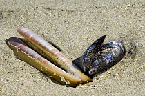 Razor Shell (Ensis siliqua) and Mussel (Mytilus edulis) washed ashore on beach, Ostend, Belgium