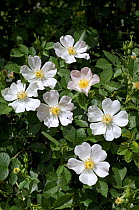 Short Styled Field Rose {Rosa stylosa} in flower, Spain