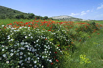 Short Styled Field Rose {Rosa stylosa} and Common Poppies in flower {Papaver rhoeas} bordering field, Spain