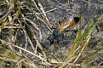 Female Sand / Digger Wasp (Sphex rufocinctus) in undergrowth, La Brenne, France
