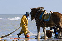 Shrimper with Draught Horse {Equus caballus} bringing catch ashore, North Sea, Belgium