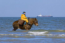 Shrimper on Draught Horse {Equus caballus} dragging fishing net along the North Sea coast with a cargo ship in the background, Belgium