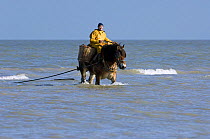 Shrimper on Draught Horse {Equus caballus} dragging net along the North Sea coast, Belgium