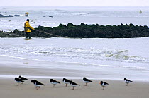 Shrimper dragging net ashore while fishing for shrimp in the North Sea, Belgium, Oystercatchers in foresground