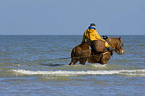 Shrimper with Draught Horse {Equus caballus} dragging net in the sea along the North Sea coast, Belgium