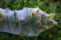 Gorse {Ulex europaeus} covered in silken web of Yponomeutidae larvae {Yponomeutidae sp}, La Brenne, France