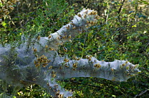 Gorse (Ulex europaeus) covered in silken web of Yponomeutidae moth larvae {Yponomeutidae sp}, La Brenne, France