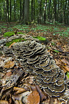Many Zoned Polypore / Turkeytail bracket fungus {Coriolus versicolor} in broadleaf forest, Belgium