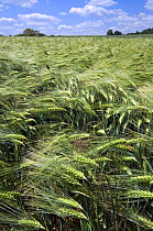 Barley {Hordeum vulgare} ripening in field, France