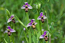 Woodcock Orchids (Ophrys scolopax), Extremadura, Spain