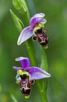 Woodcock Orchid (Ophrys scolopax), Extremadura, Spain